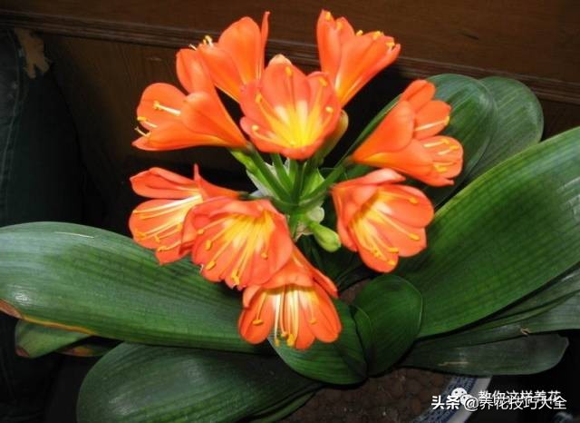 君子兰这样浇水,叶绿花大色更艳,一年能长6片叶