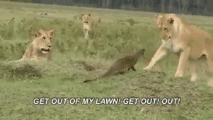 跟狮子抢肉，怼非洲鬣狗，看硬核“平头姐”成长史！