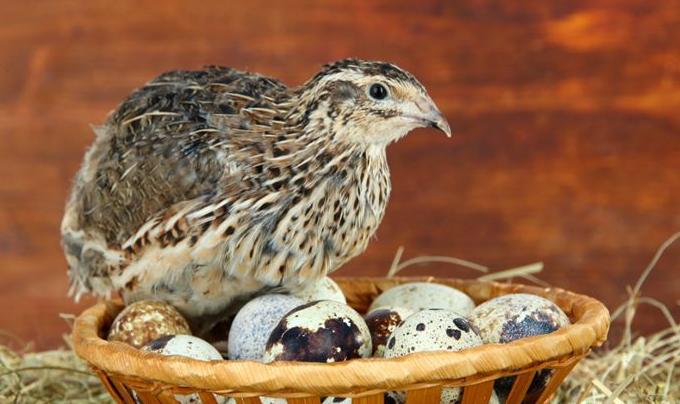 红皮鸡蛋和鹌鹑蛋“上榜”,被查出违禁兽药,生鲜超市受牵连