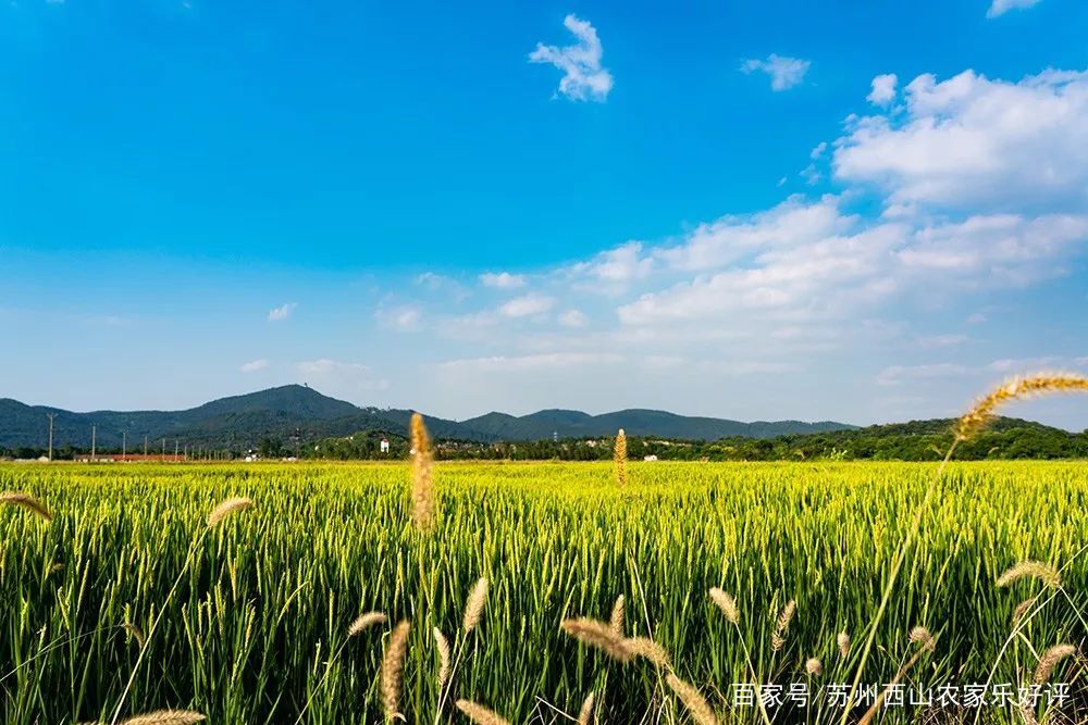 上海自驾游西山农家乐,上海农家乐旅游推荐