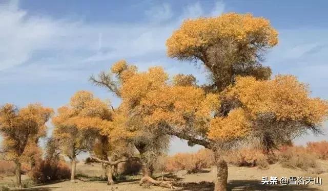 新疆若羌县祁曼塔格乡有多大,最大的县城若羌县