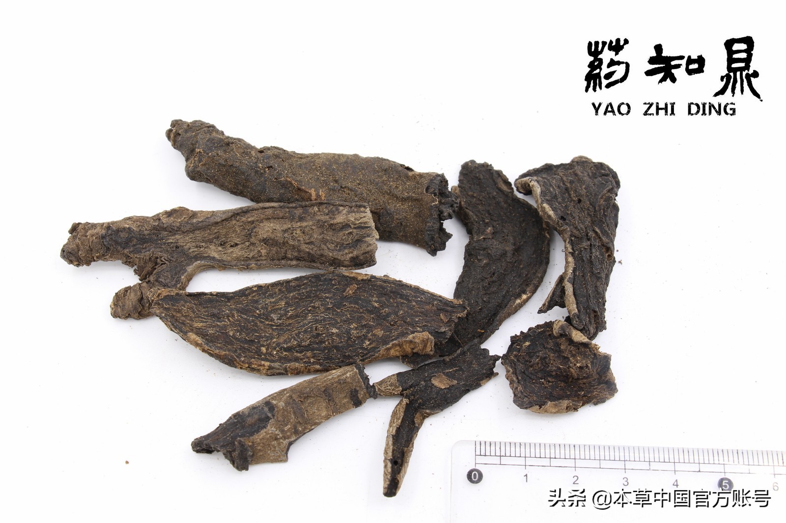 【本草百科·药知鼎——狼毒】花美却是恶毒之药，杀飞鸟走兽