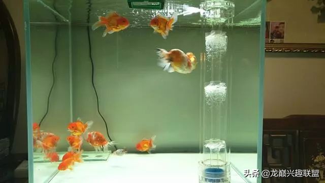 垃圾桶旁边的四方鱼缸,捡回去养了一缸金鱼,别说还挺不错