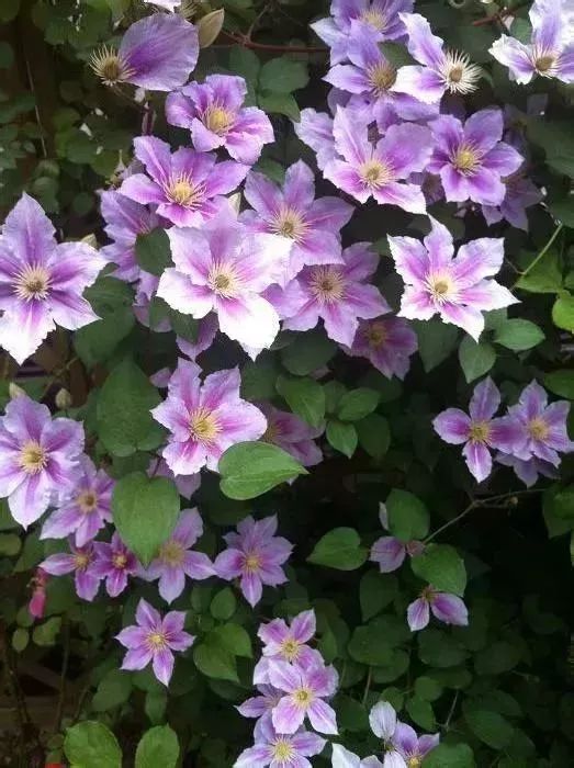 看到花的时候,不知是什么花?那就收下这份百花图谱