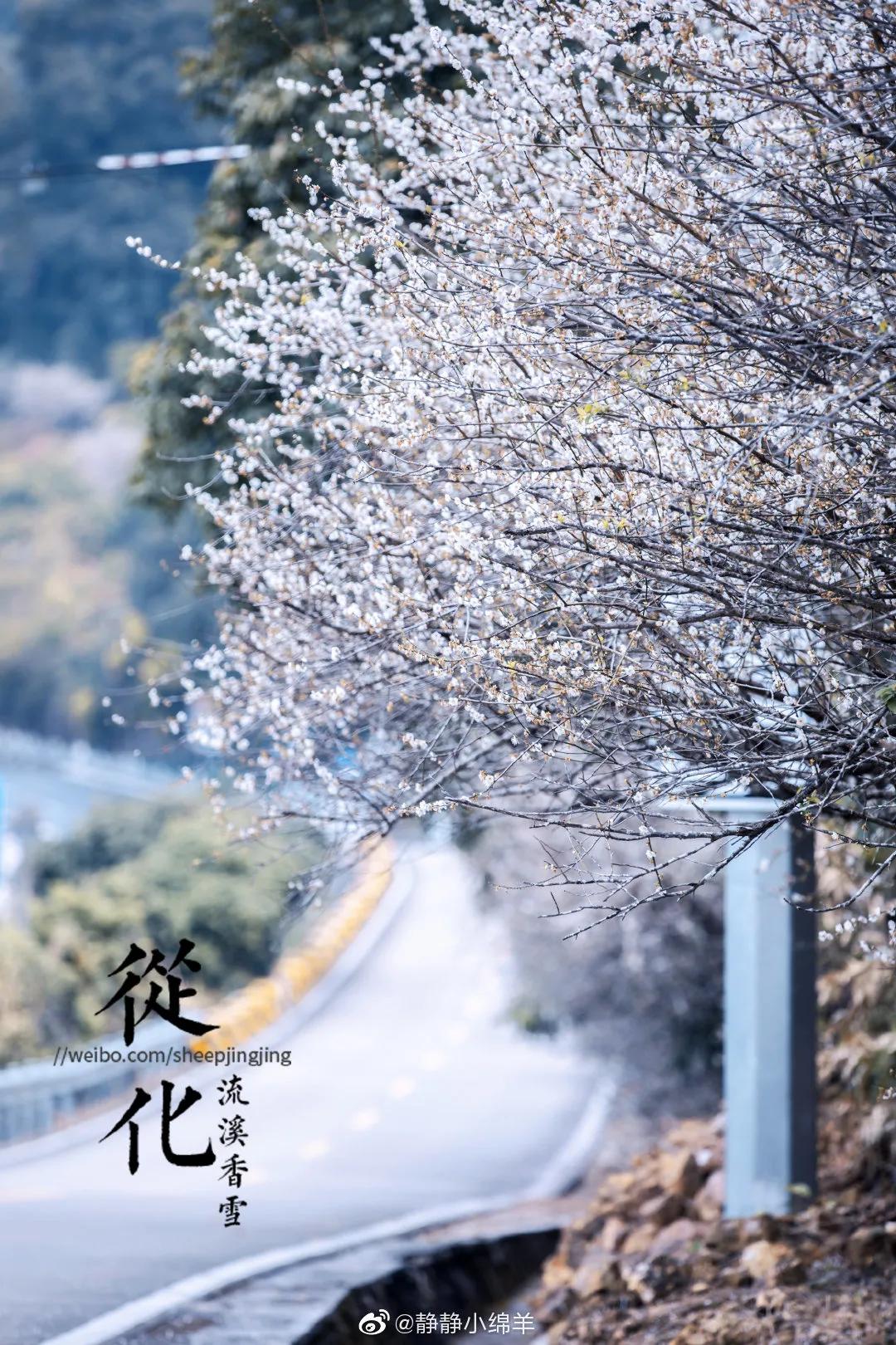 广州现在花开的季节,广州现在什么花开了