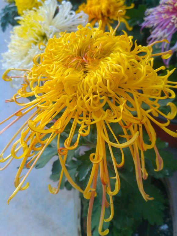 秋菊花叶子发黄怎么办,秋菊蔫了怎么办