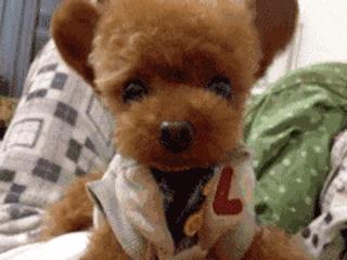 小泰迪能做立耳吗,立耳小泰迪视频