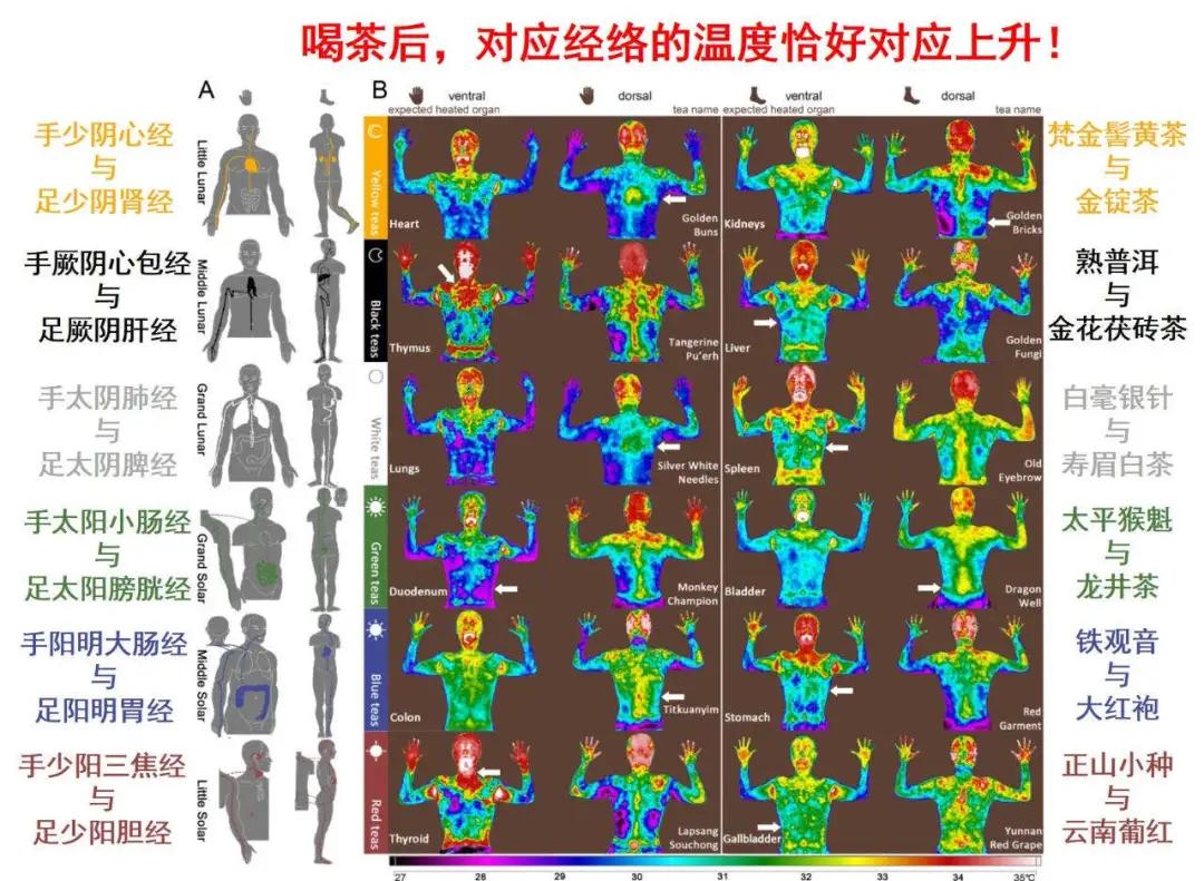 李辉：茶，打开经络的“钥匙”