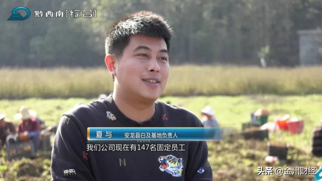 「财富故事」安龙：5000亩白及喜获丰收亩产达6000斤