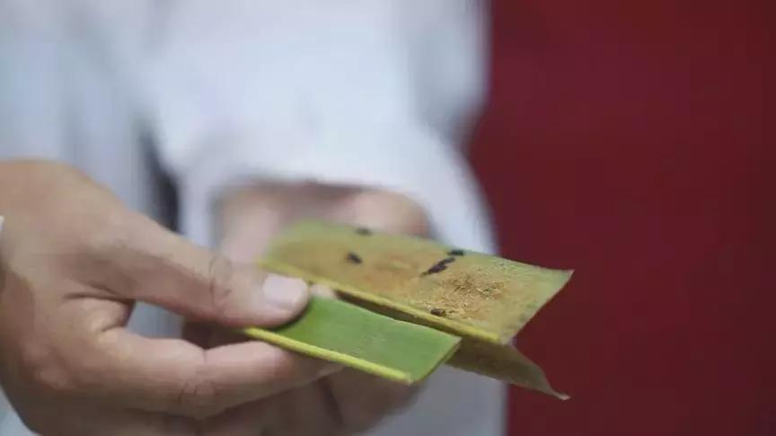 海南椰子的种植方法,椰子怎么种出椰宝