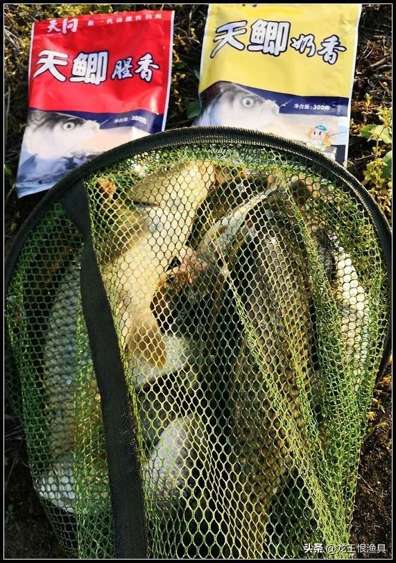 奶香鲫好用还是腥香鲫好用,夏天蓝鲫用腥香还是用奶香