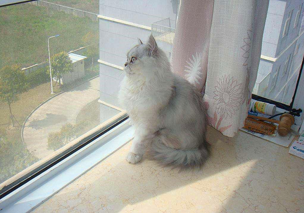 猫咪闹脾气绝非小事,轻视猫咪的情绪会有严重后果,伤猫又伤己