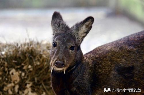 我要为“假”麝香酒平反，并不是麝香假而是商家误导的真