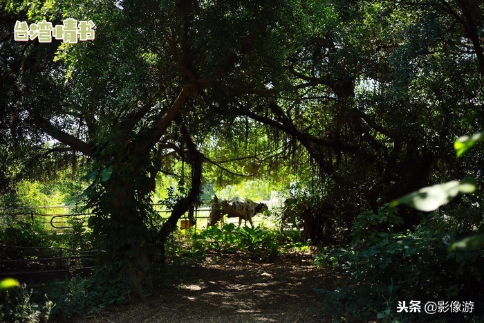 台湾自由行9日攻略,台湾自由行10天详细攻略