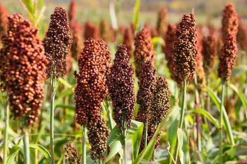 涔″湡鏁ｆ枃鐜夌背,楂樼脖涔″湡鏁ｆ枃澶у叏