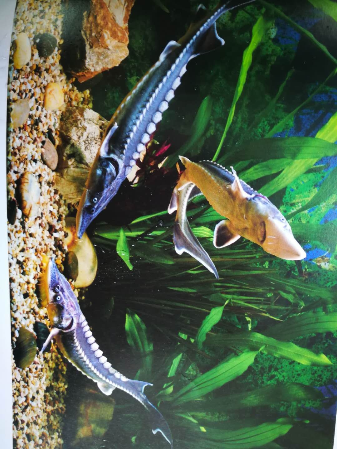 长江鲟中华鲟等长江珍稀濒危鱼类,中国淡水鱼专家谈长江白鲟