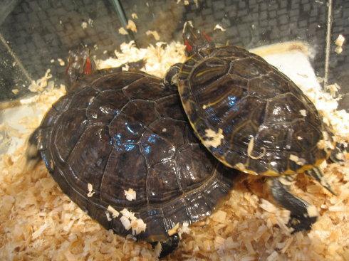 养了十一年的乌龟得了白眼病死了,乌龟得了白眼病可以冬眠吗