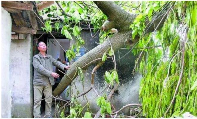 俗语说房前屋后栽啥树好,俗语想致富先修路原话怎么说