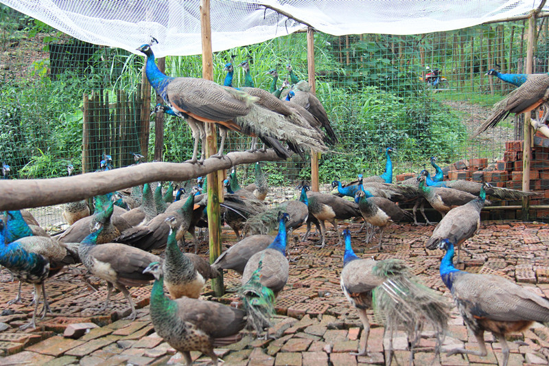 饲养孔雀赚钱,孔雀可以怎么挣钱