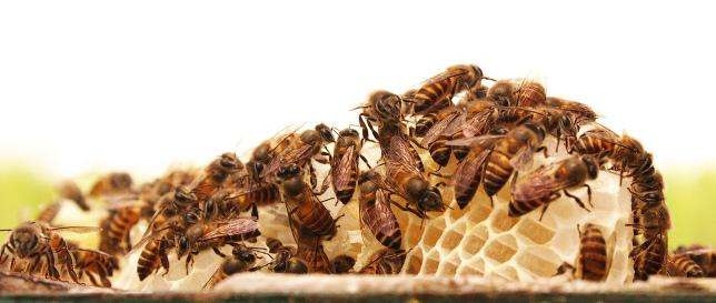 哪种物质被日本科学家称之为二十世纪最伟大的天然物质?