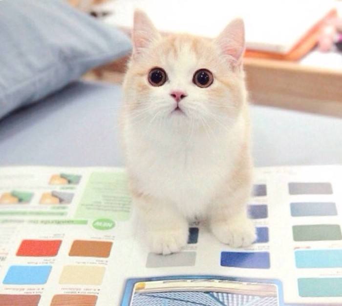 如何发现猫咪忍受疼痛,喵星人有哪些迷惑行为