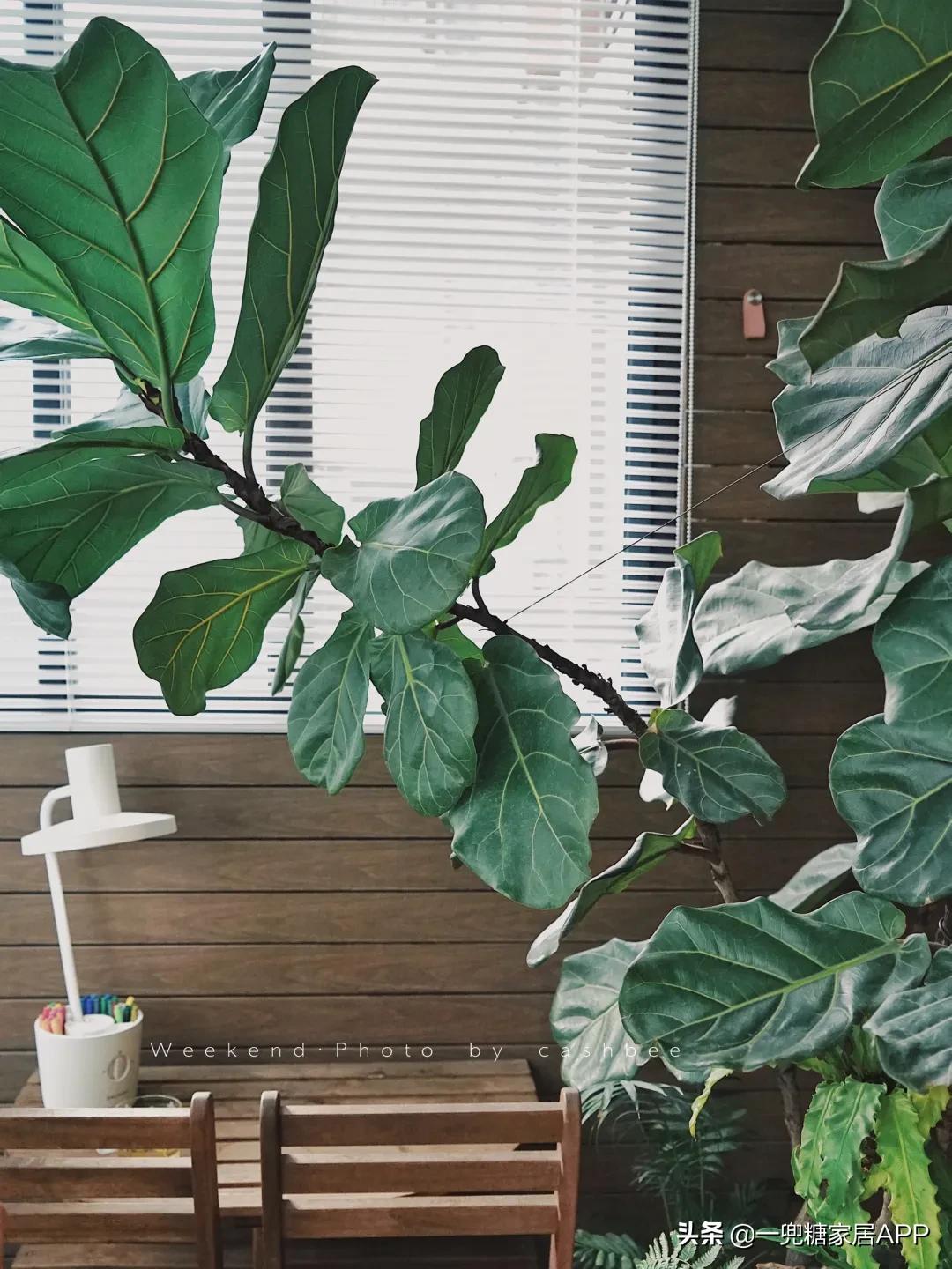 手残党绿植大全,给大家推荐几款超好养的绿植