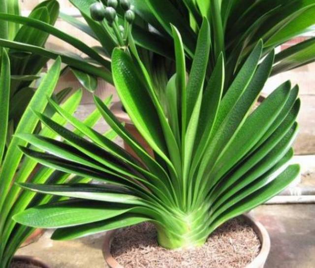 养君子兰记住5个小口诀,君子兰有六项注意事项