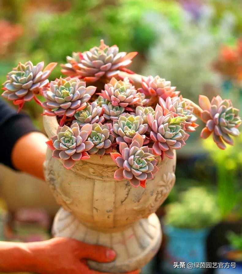 为什么我的肉肉总是徒长,肉肉越来越瘦是怎么回事