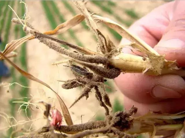 小麦播种过深发黄怎么办,小麦苗期发黄怎么补救最快