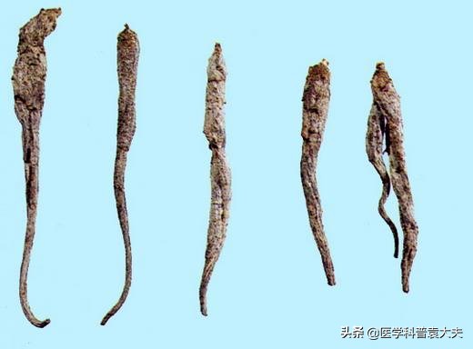 每日一药土人参补气润肺止咳调经,身体虚抵抗力差吃什么人参好