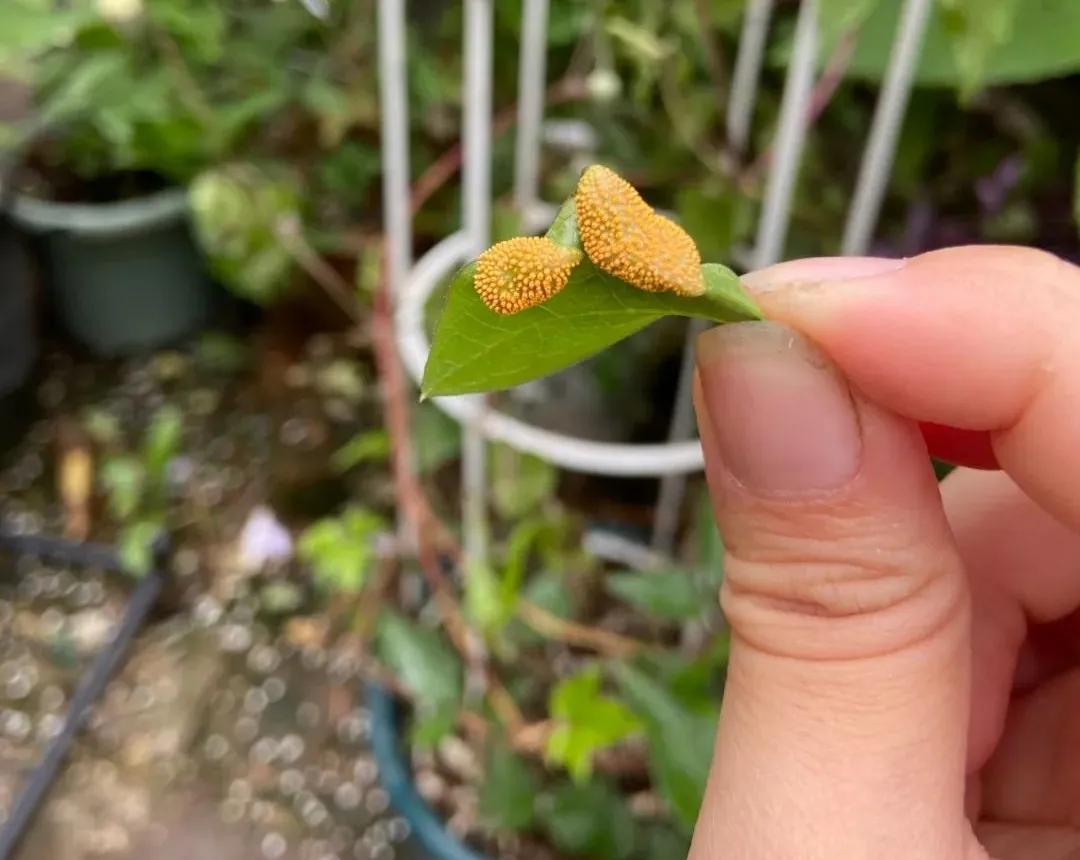 养花常见病虫害及处理方法,养花病虫害必备知识大全