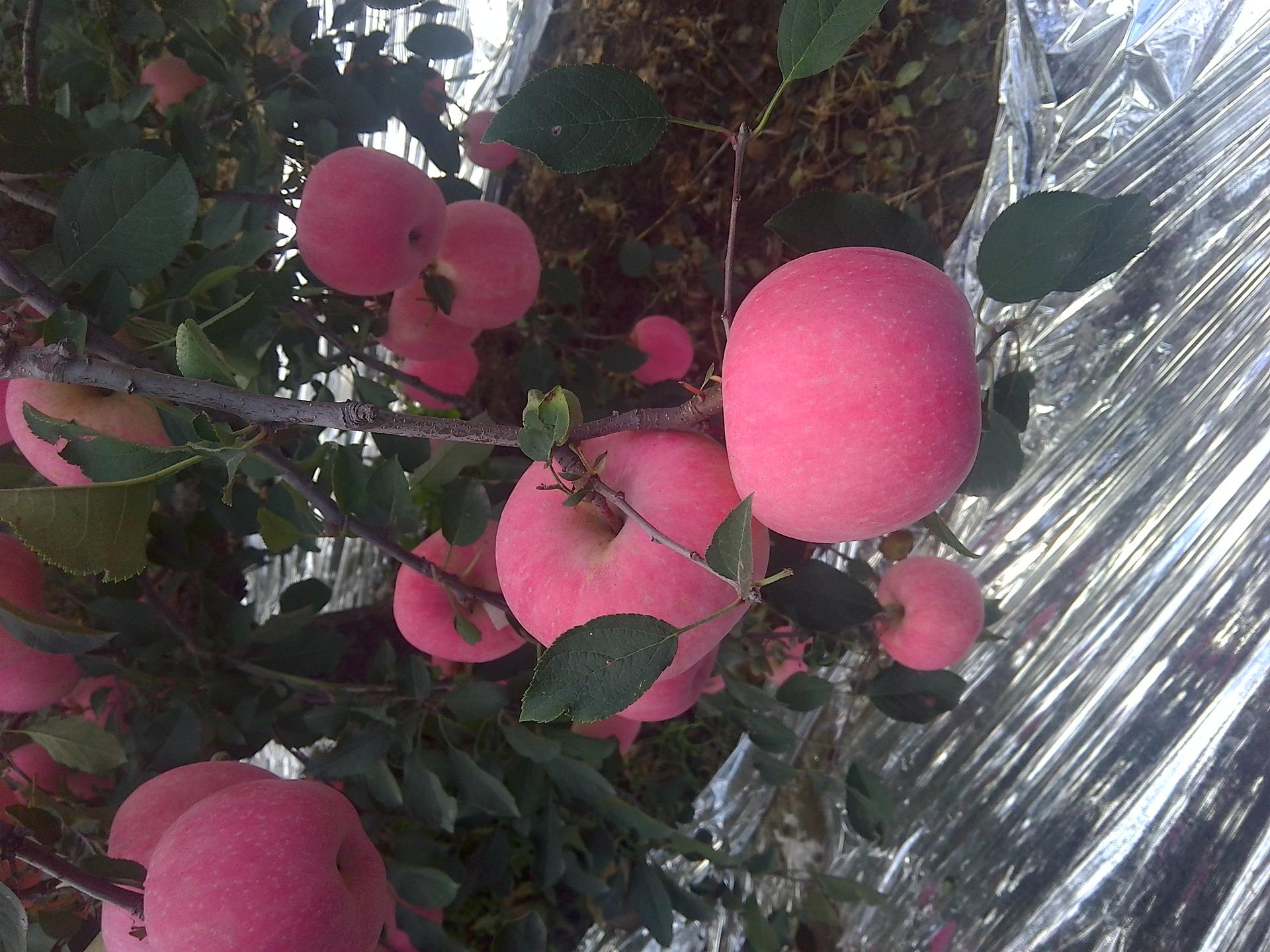 现在的苹果皮能吃吗,苹果究竟要不要吃皮