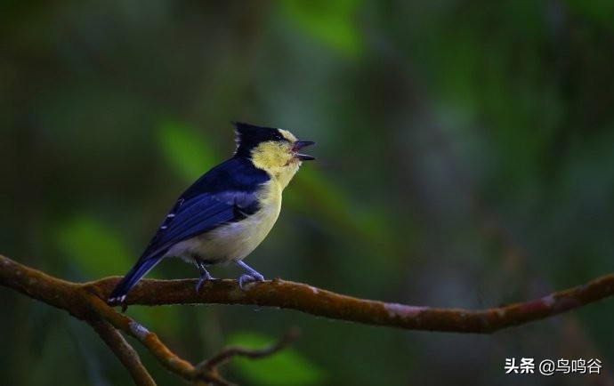 师公鸟——台湾黄山雀