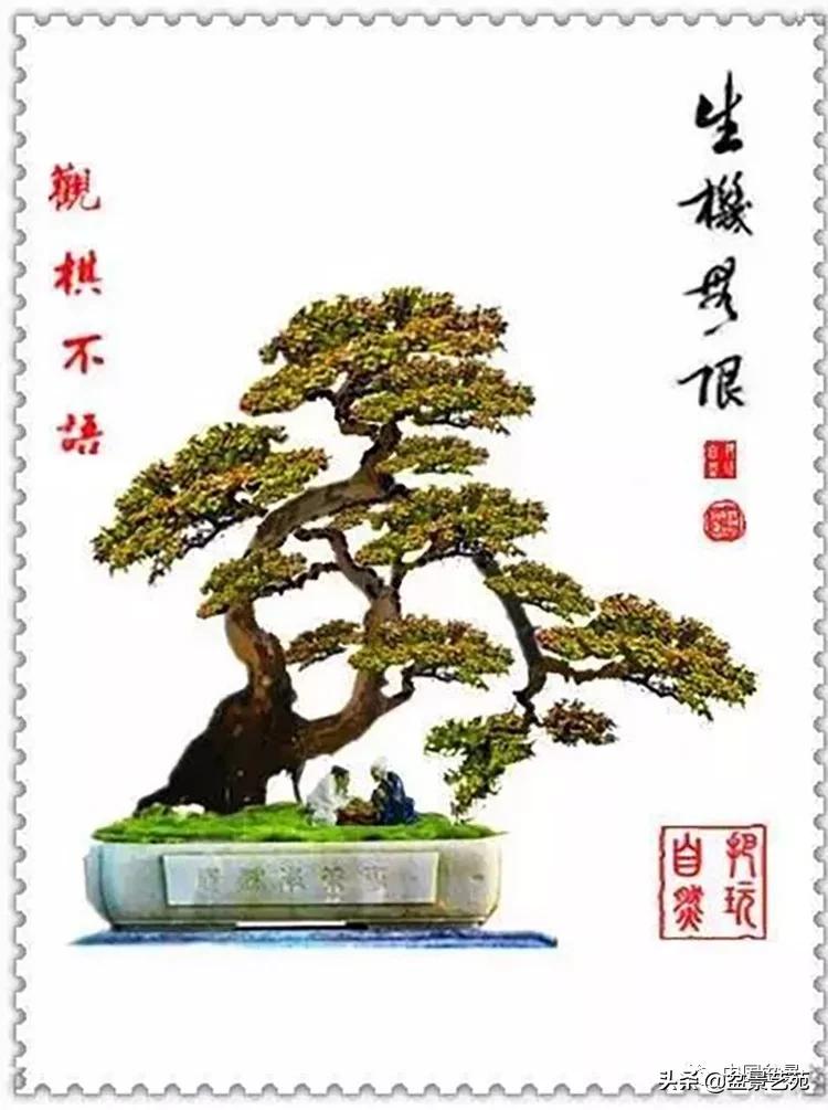 学盆景入门教程书,学习盆景制作视频