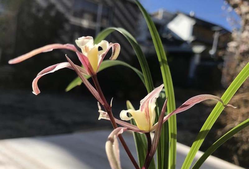 兰花药害和肥害有什么区别,兰花肥害的症状及解救方法