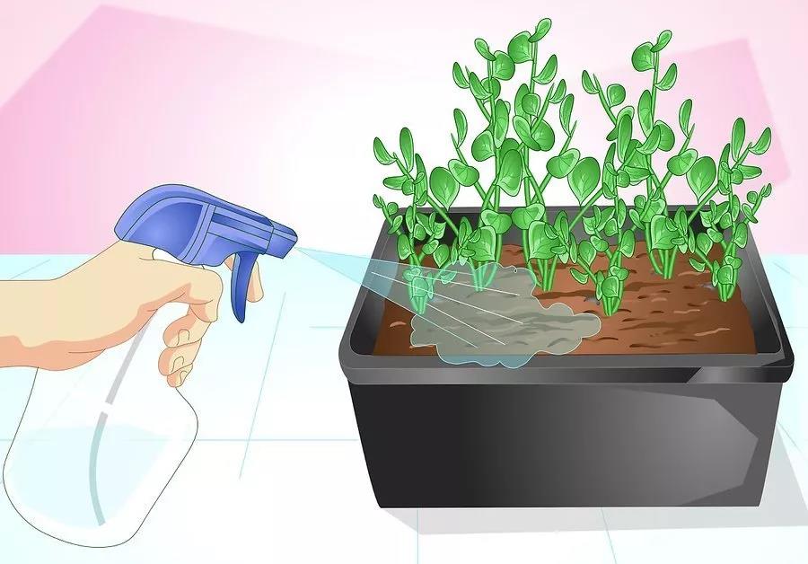 猫咪家庭不能养的植物,猫咪绝对不能碰的5种植物