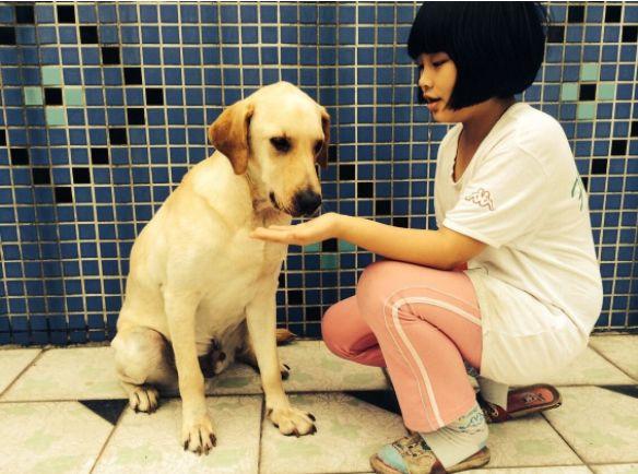 狗狗太爱叫了怎么办,狗狗懒怎么办教你一招