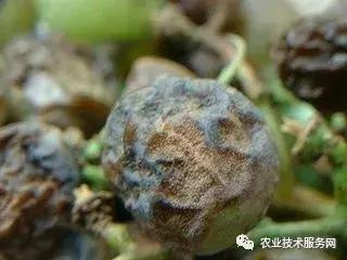 葡萄花前主要病害,葡萄病害图片大全大图