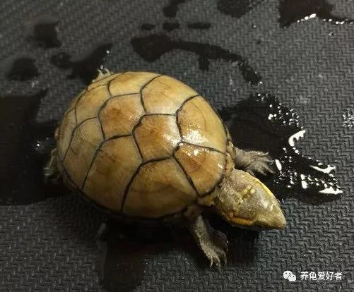 加温养龟死亡原因,为啥龟养着养着就突然死了