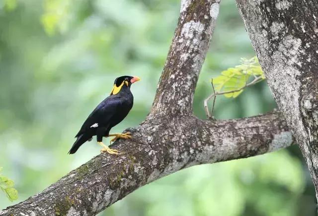 鹩哥不说话怎么办,鹩哥为什么说话没八哥多