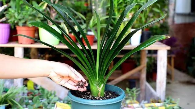 君子兰根系太长了能否修剪,君子兰换盆时根系的修剪