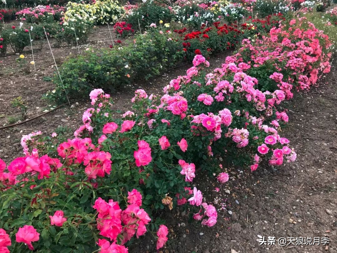 不用修剪的月季,不用打药的月季