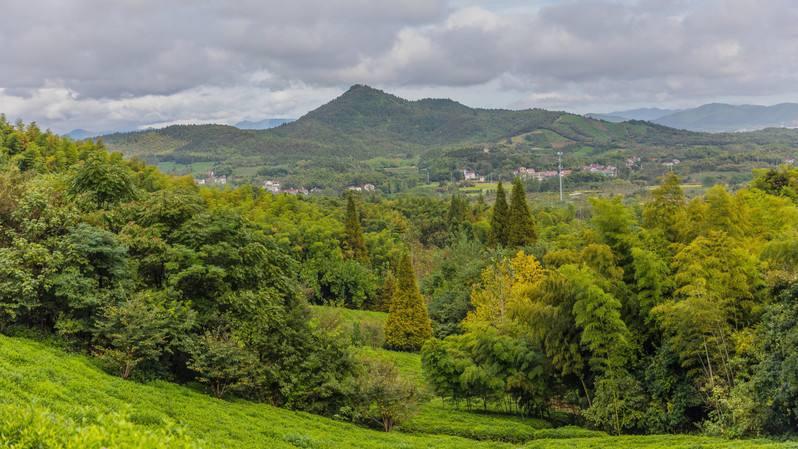 岕茶非遗,冠绝天下西湖龙井