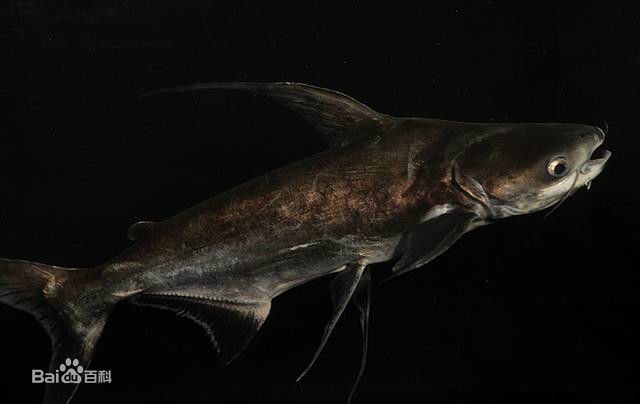 观赏鱼成吉思汗鲨鱼,大型红尾鲶招财猫