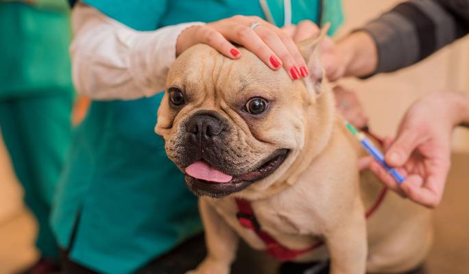 犬黄疸病怎么治疗,犬黄疸肝炎的症状及表现