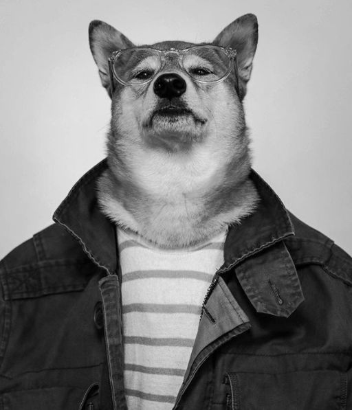 帅到各种时尚大牌求合作，它居然是条狗……你们信吗？