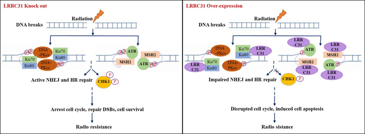 西安交大肿瘤医院肿瘤谁治的好,国际上治疗宫颈癌的最新消息