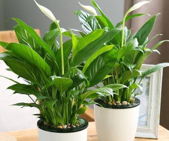 在家养花用的药,养花常见的虫子用什么药