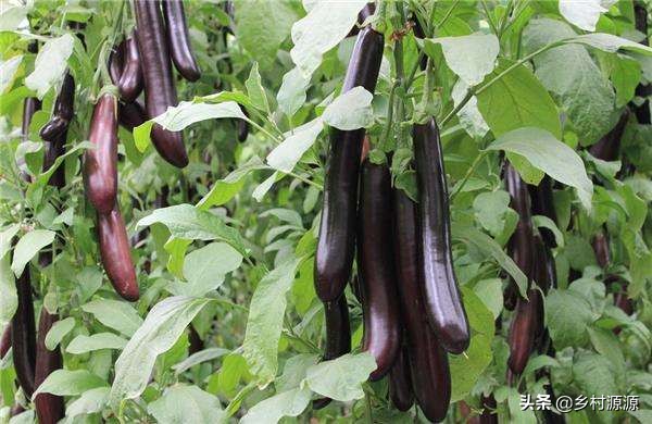 茄子烂果是什么原因,茄子烂棵子怎么防治