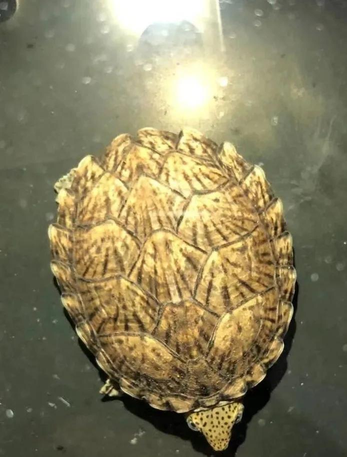 龟应激有什么表现,龟应激反应是啥意思